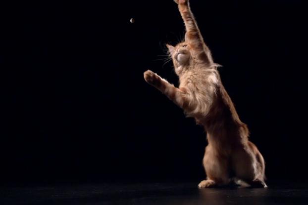 temptations tumblers