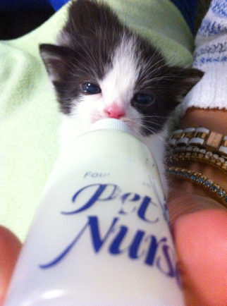 Just FYI, an L.A. Ad-Tech Company Holds Kitten Races in Its Offices ...