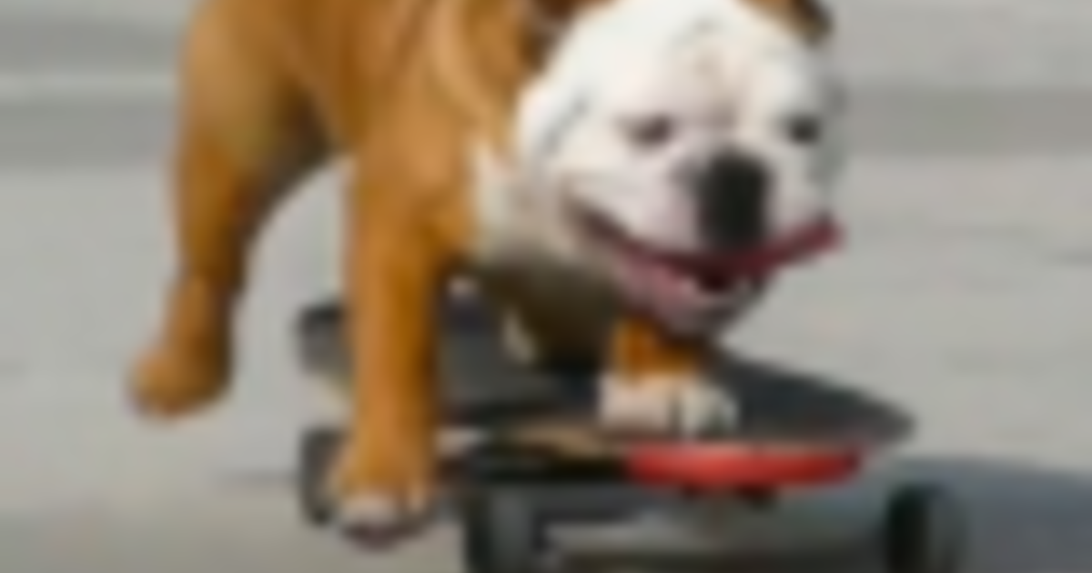 YouTube to Advertisers You Will Pay 20 CPMs for DogOnSkateboard