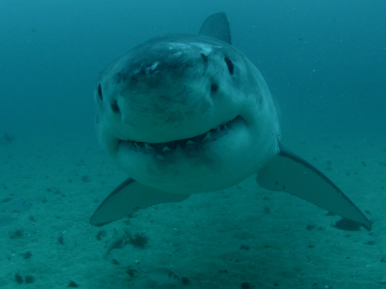 Discovery to move its upfront into broadcast week