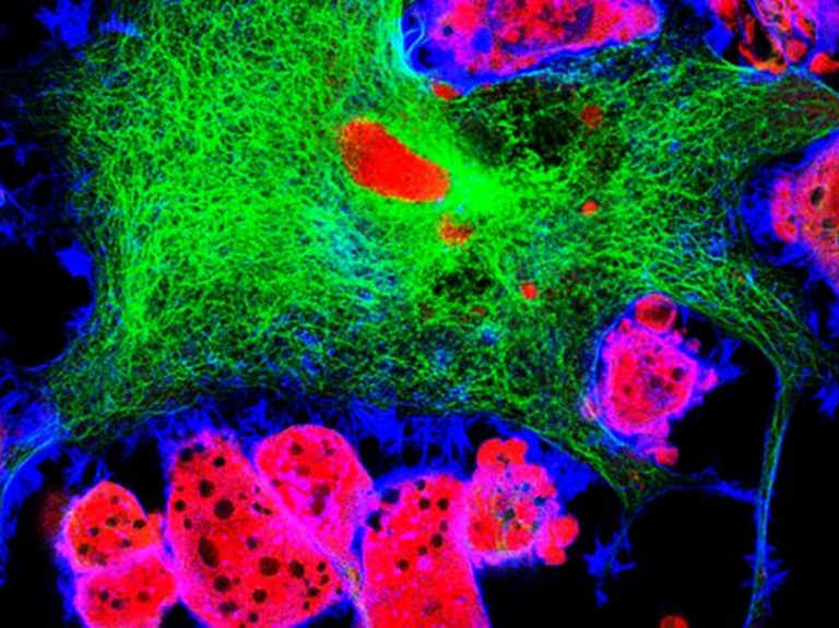 After Investing in Robots and Edible Crickets, Dentsu Looks to Cure Cancer