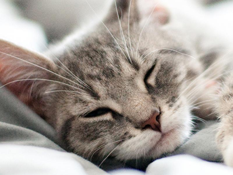 Whiskas' new radio station plays music designed to calm your cat Ad Age