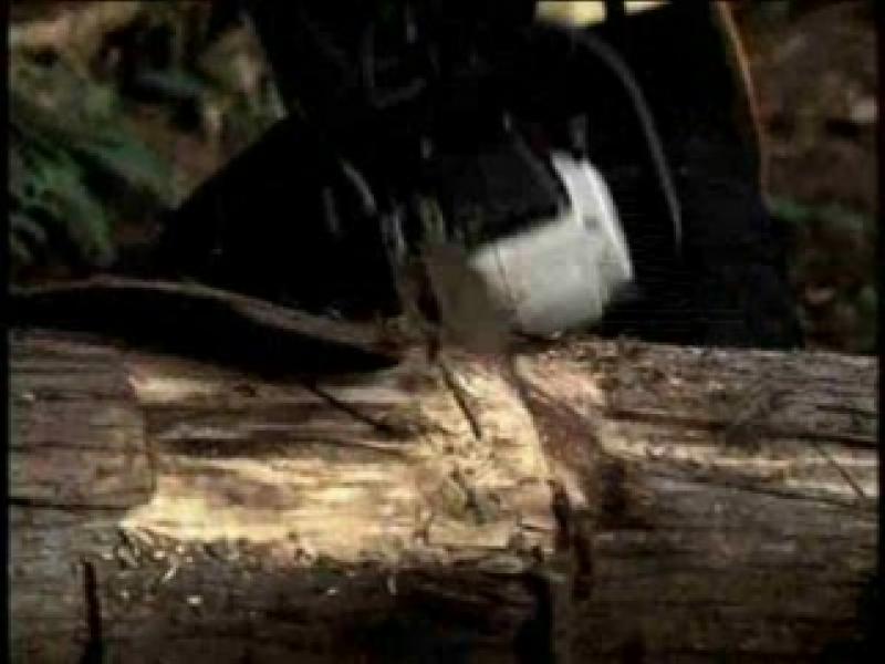 Timber Billman ESPN : Timberman | Ad Age