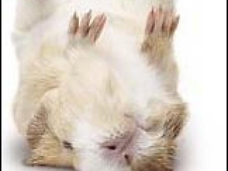 DEAD GUINEA PIG STARS IN ANTISMOKING AD Ad Age