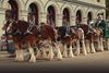 Sam Adams spoofs Budweiser’s Super Bowl Clydesdales